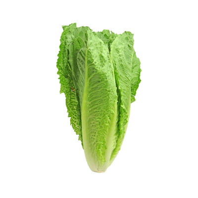 organicc-lettuce